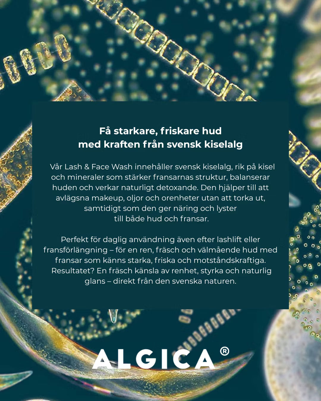 Lash schampoo & Face Wash Med Kiselalg